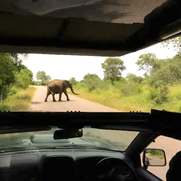 Luxury Safari Experiences