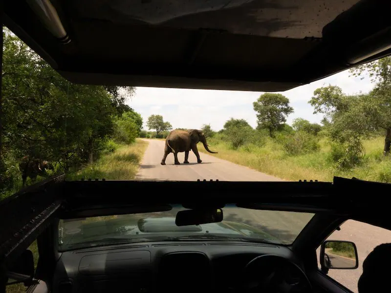 Kruger Park - Elephant on the road