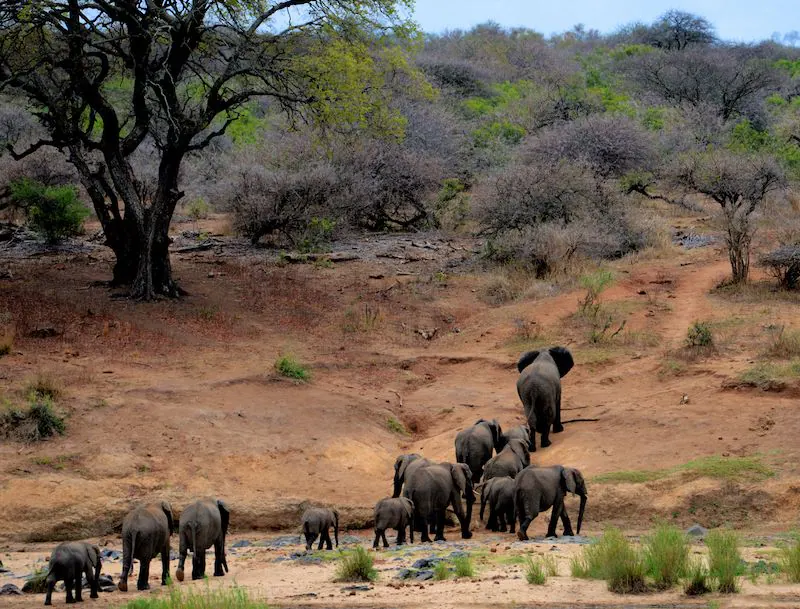 Kruger Park - Elephant herd
