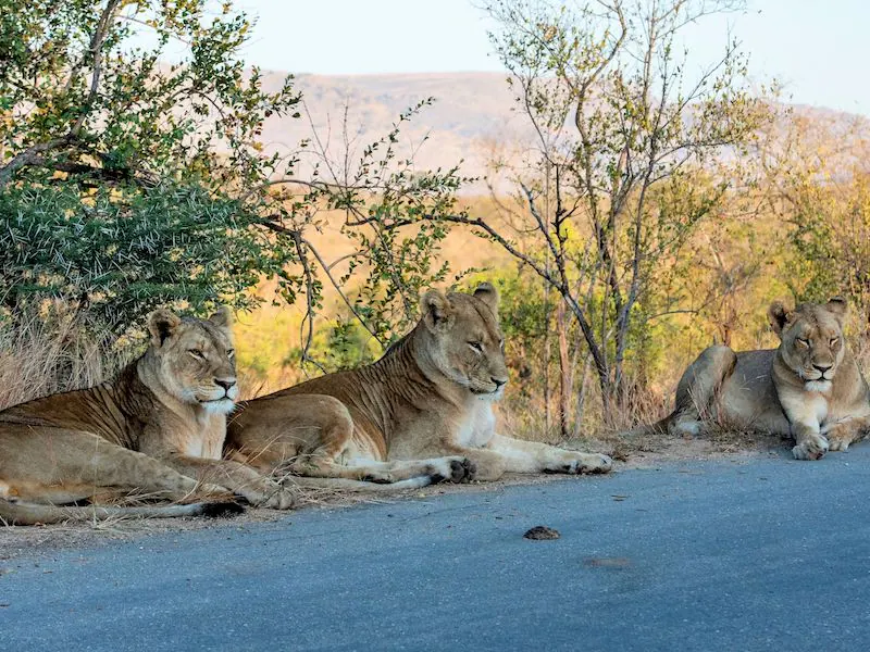 Kruger Park - Lionesses on the road