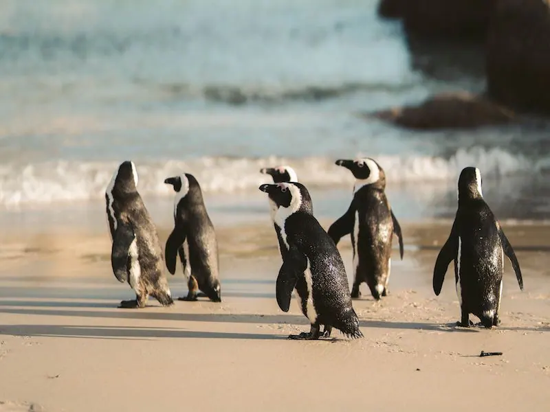 Penguins on Boulders Beach, Cape Town