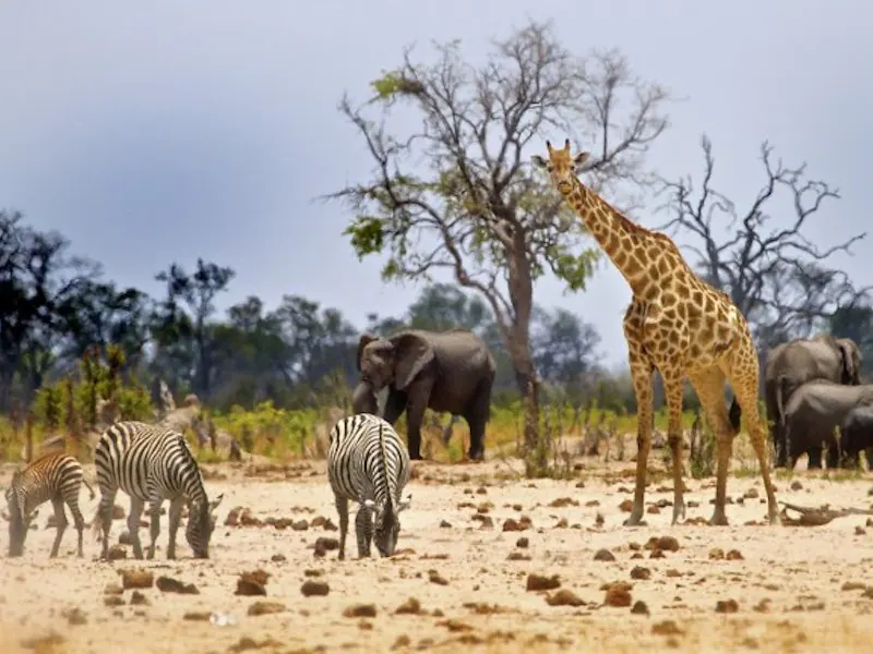 Hwange National Park, Zimbabwe
