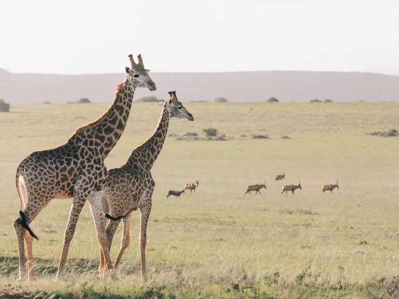 An Infusion of Africa