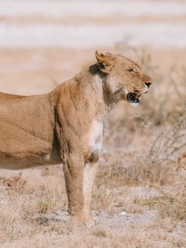 Lioness