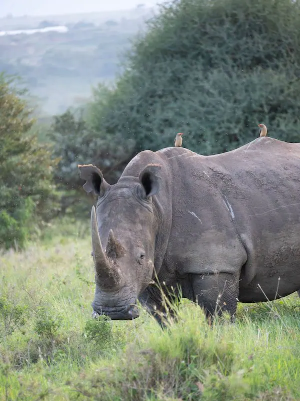 White Rhino