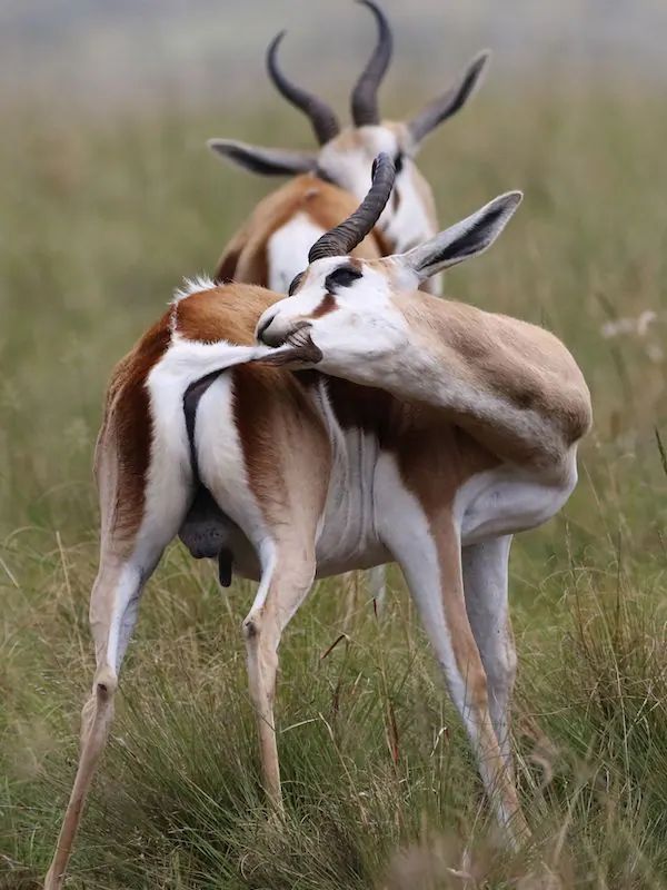 Springbok