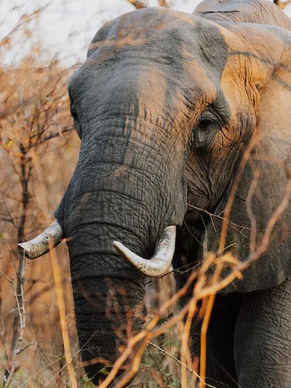 Elephant