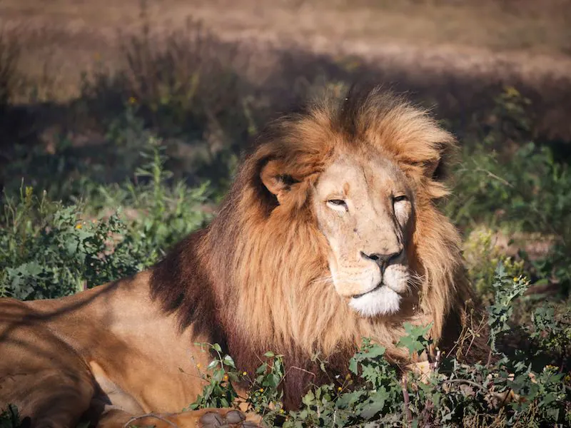 Lion at Hwange National Park, Zimbabwe